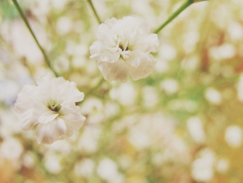 冷色调为主的白色花朵唯美图片整理_WWW.TQQA.COM