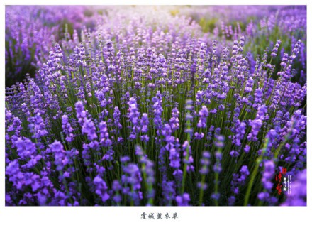 一起去六月的伊犁霍城看薰衣草花海吧_WWW.TQQA.COM