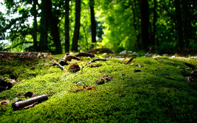 透着生机的绿草地唯美自然图片_WWW.TQQA.COM