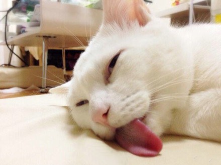 主人，请你凝视我  mino猫咪搞怪美图_WWW.TQQA.COM