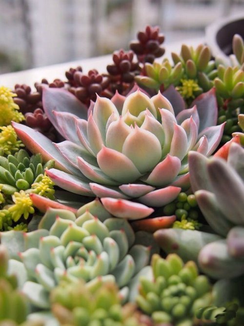 鲜嫩多汁的多肉植物唯美图片分享喽_WWW.TQQA.COM