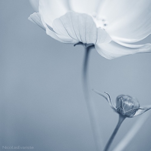 我想让花开满你心中每个角落 小清新风格花朵美_WWW.TQQA.COM