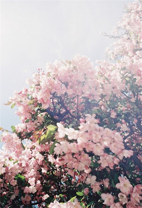 你可以装傻，但不可以不放下 -小清新图片_WWW.TQQA.COM