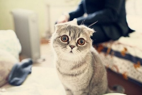 唯美的萌系猫咪美图_WWW.TQQA.COM