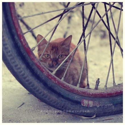 潜伏在鼓浪屿上的喵星人 猫咪美图_WWW.TQQA.COM
