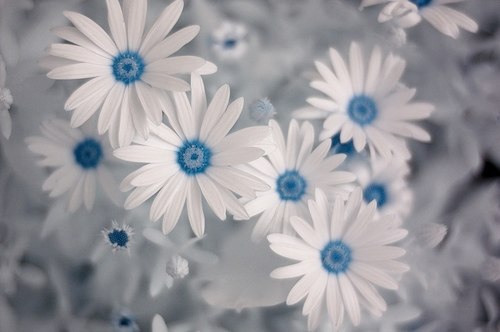 隔岸看花，风淡云轻_WWW.TQQA.COM