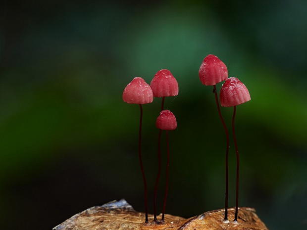 大自然的馈赠_优美的野生蘑菇美图_WWW.TQQA.COM