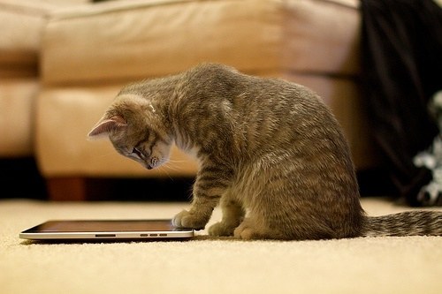 喵星人说我们是愚蠢的地球人_WWW.TQQA.COM