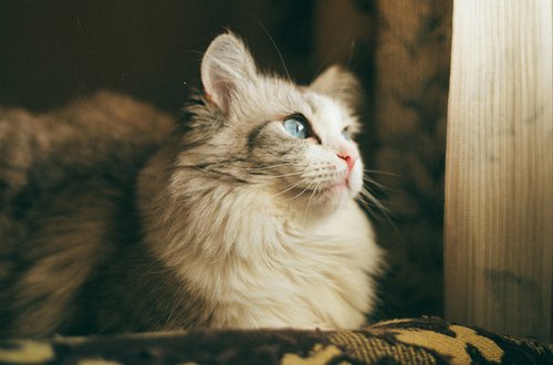 好看的猫咪酱唯美图片分享_WWW.TQQA.COM