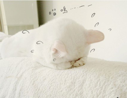 唯美的萌系猫咪美图_WWW.TQQA.COM