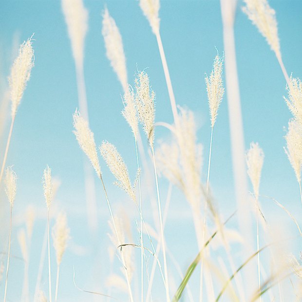 画面简单却清新治愈系的静物美图图片_WWW.TQQA.COM