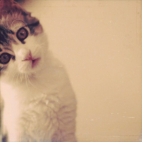 好看的猫咪酱唯美图片分享_WWW.TQQA.COM