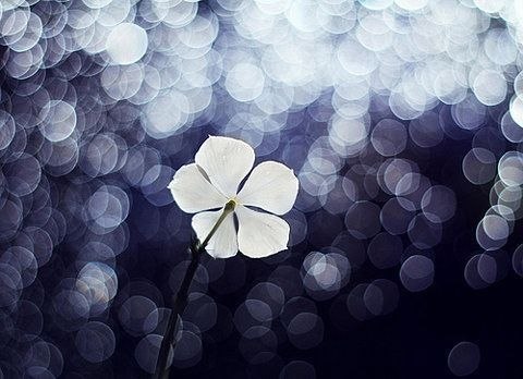 花一开满就相爱吧 -小清新_WWW.TQQA.COM