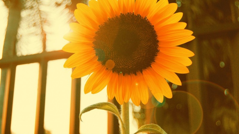 喜欢追逐太阳的向日葵意境图片_WWW.TQQA.COM