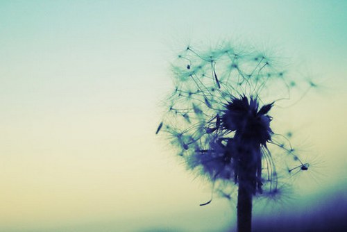 一组超唯美梦幻的蒲公英美图_WWW.TQQA.COM