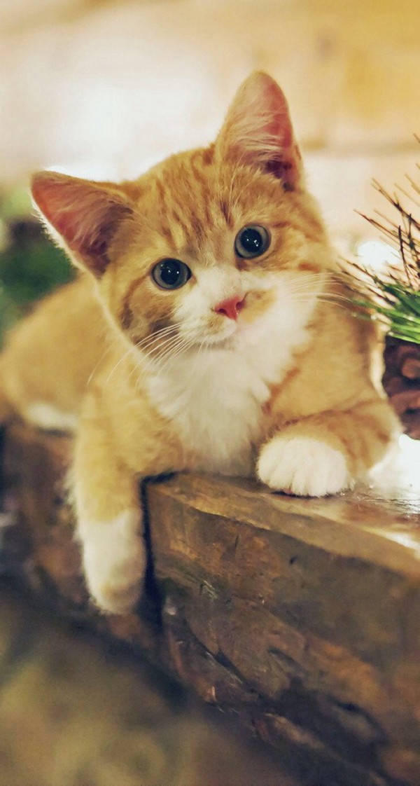 有着大大眼睛的唯美宠物猫小清新图片_WWW.TQQA.COM