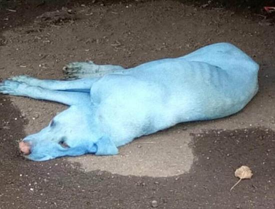 地球发现蓝色动物：电影推荐——蓝血人_WWW.TQQA.COM