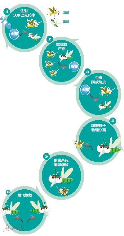 养蚊子——每周能生产300万只_WWW.TQQA.COM