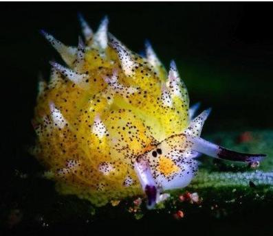 巴厘岛发现的最萌软体动物是海蜗牛_WWW.TQQA.COM