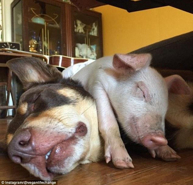 澳洲一小猪把自己当成狗 每天与狗为伴_WWW.TQQA.COM