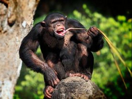 类人猿奇葩生物,人类真是由其进化而来吗？_WWW.TQQA.COM