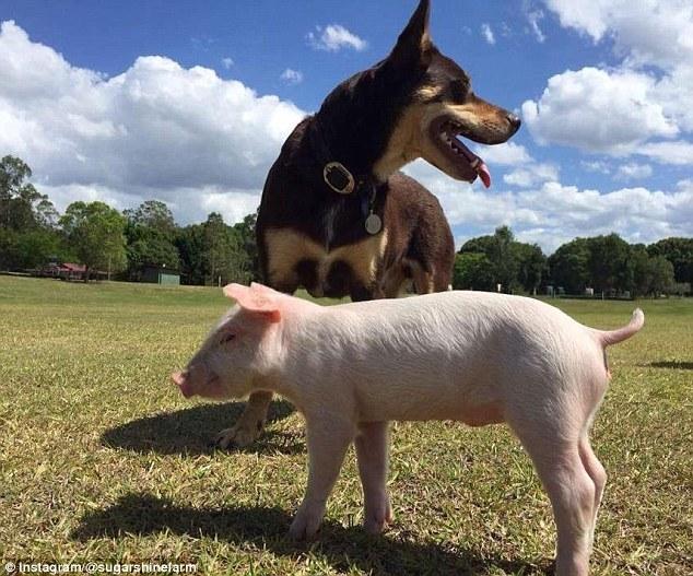 澳洲一小猪把自己当成狗 每天与狗为伴_WWW.TQQA.COM