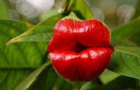 嘴唇花的奇妙之处,盘点那些奇葩的花草_WWW.TQQA.COM
