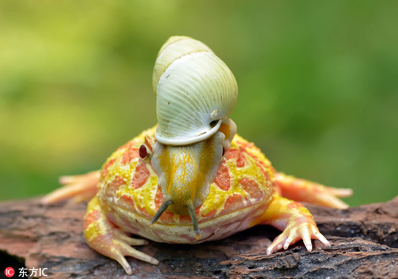 印尼角蛙戴“蜗牛头盔” 这么帅，你妈妈知道吗_WWW.TQQA.COM