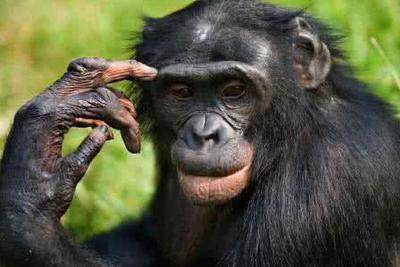 人类和黑猩猩是同一个祖先吗？_WWW.TQQA.COM