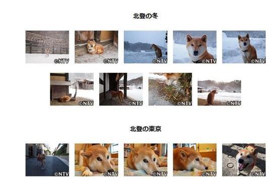 表情包柴犬北登逝世 网友哀悼_WWW.TQQA.COM