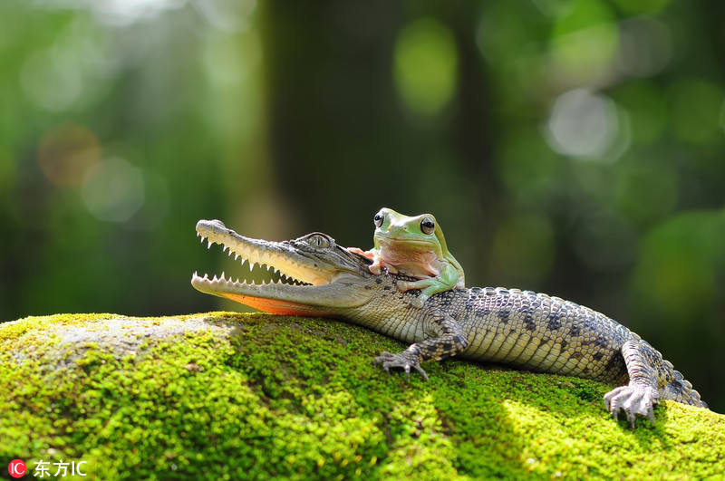 大胆青蛙骑鳄鱼头上看风景：它们是亲戚吗？_WWW.TQQA.COM