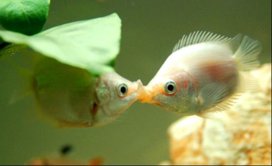 接吻鱼为什么接吻,如何正确饲养接吻鱼_WWW.TQQA.COM