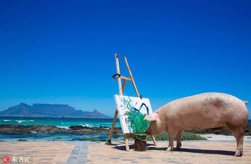 南非强大小猪会画画_WWW.TQQA.COM