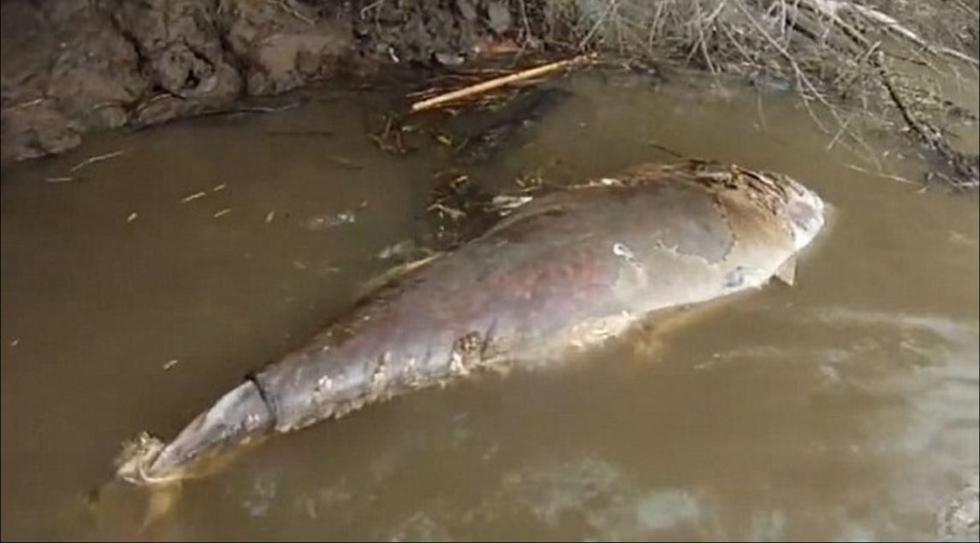 巨型吞拿鱼横尸英吉利海峡 长达2米壮如牛_WWW.TQQA.COM
