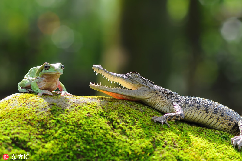 大胆青蛙骑鳄鱼头上看风景：它们是亲戚吗？_WWW.TQQA.COM