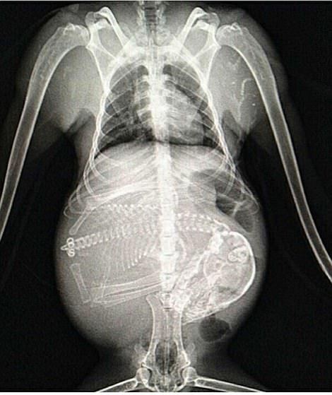 X光透视怀孕动物——猜测一下是什么。_WWW.TQQA.COM
