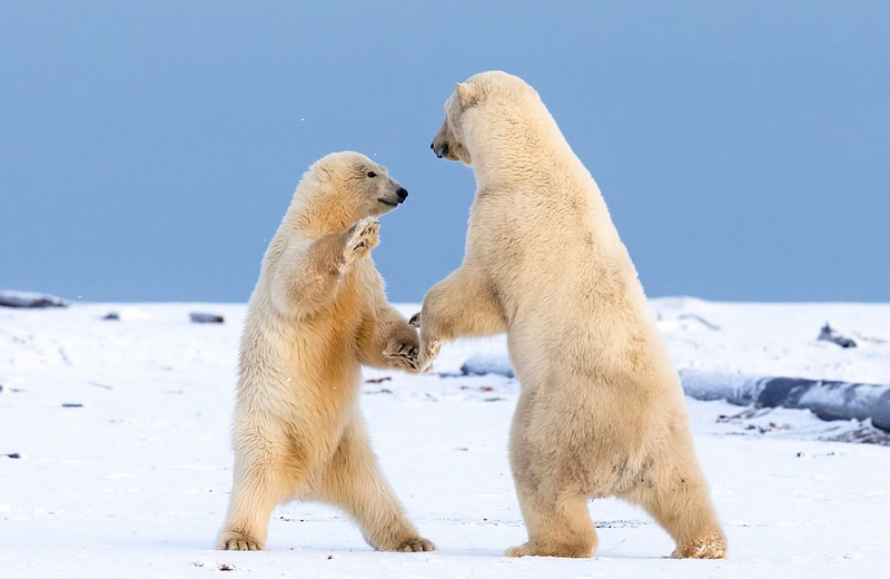 庆除夕：阿拉斯加两北极熊跳“华尔兹”_WWW.TQQA.COM