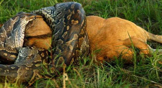 世界上最大的蛇,千奇百怪的蛇类吓倒众人_WWW.TQQA.COM