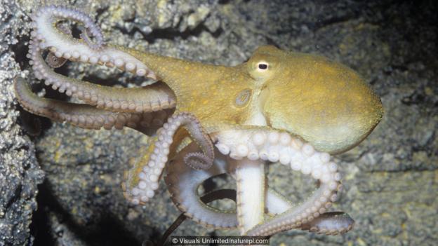 海洋生物中的天才——章鱼_WWW.TQQA.COM