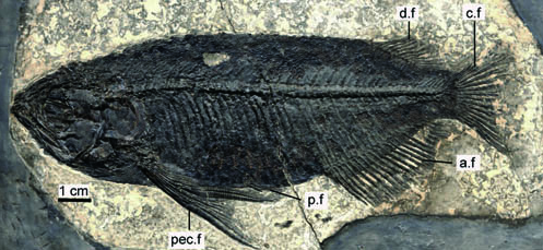 金龙鱼你见过，但它的化石你见过吗？_WWW.TQQA.COM