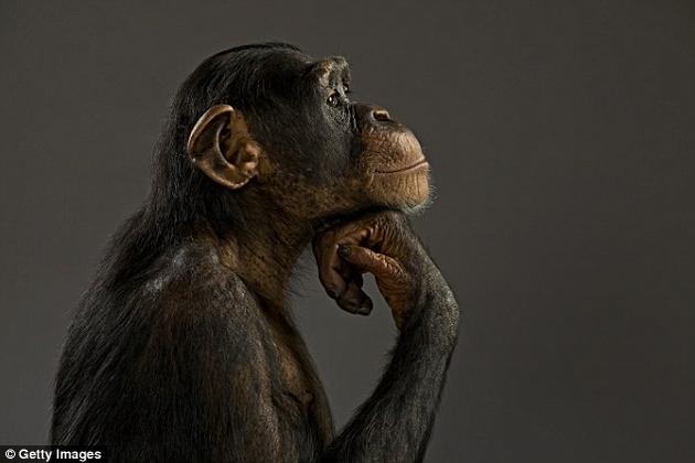 猿类可以正确预测人类行为：洞察力远比你想象_WWW.TQQA.COM