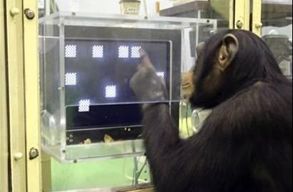 世界上最聪明的动物,黑猩猩智力最高_WWW.TQQA.COM