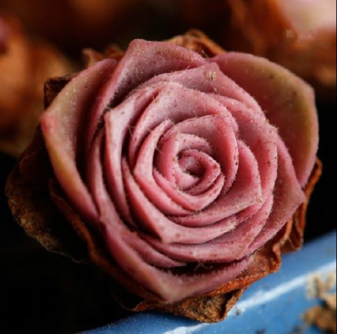 山地玫瑰的种植技巧,神奇的被子植物_WWW.TQQA.COM