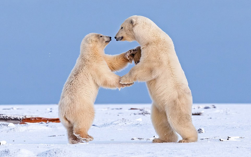 庆除夕：阿拉斯加两北极熊跳“华尔兹”_WWW.TQQA.COM