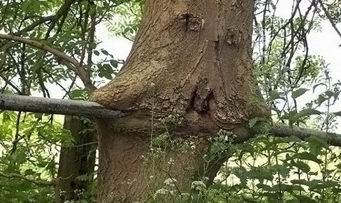 食人树之谜,恐怖的传说或许是存在的_WWW.TQQA.COM
