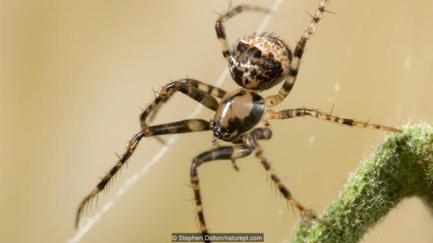 有一种蜘蛛被称为“海盗”_WWW.TQQA.COM