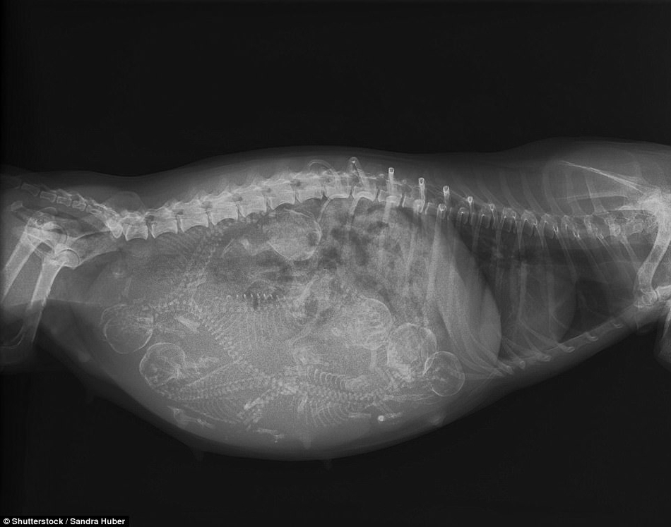X光透视怀孕动物——猜测一下是什么。_WWW.TQQA.COM