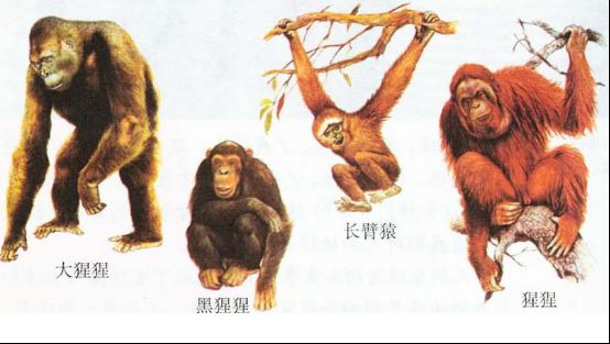 类人猿奇葩生物,人类真是由其进化而来吗？_WWW.TQQA.COM