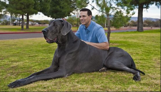 世界上最大的狗,感叹动物的神奇基因_WWW.TQQA.COM