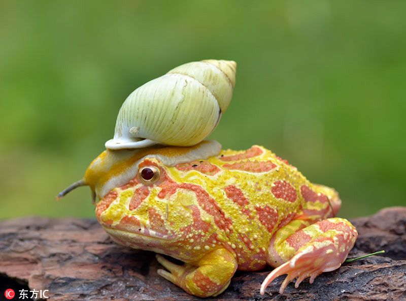 印尼角蛙戴“蜗牛头盔” 这么帅，你妈妈知道吗_WWW.TQQA.COM